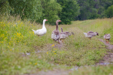 A goose and a goose with goslings walking along the road overgrown with grass