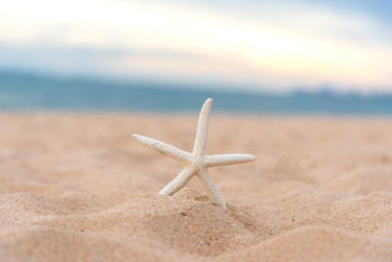 Fototapeta na wymiar Closeup starfish in the sunset on the beach. Summer Concept