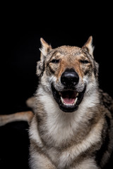 wolf dog on the black background