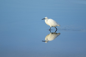 Little egret reflected in the water of Seaton Wetlands, Devon