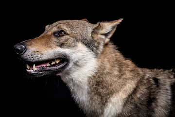 Fototapeta premium wolf dog on the black background