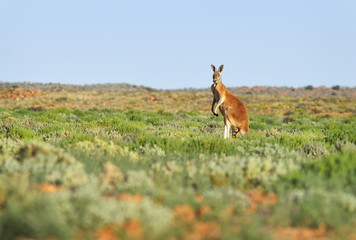 Red Kangaroo stands tall and alone in green outback plains, Australia.