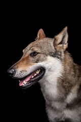 Obraz premium wolf dog on the black background