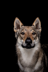 wolf dog on the black background