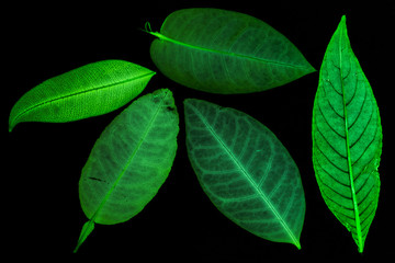 Transparent green leaves with isolated black background for medical conceptual and text adding commercial