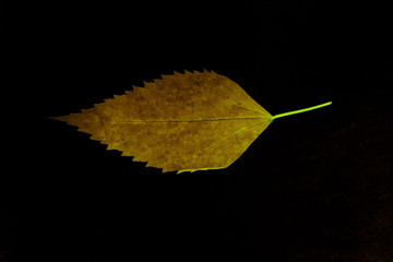 Naklejka premium Transparent yellow leaves with isolated black background for medical conceptual and text adding commercial