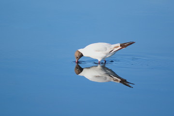 Black-headed seagull in Seaton Wetlands, Devon