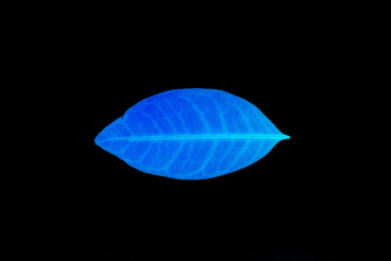 Transparent blue leaves with isolated black background for medical conceptual and text adding commercial