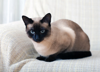 Siamese cat on a sofa at home.