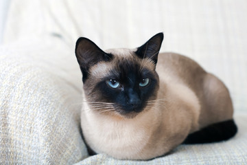 Portrait of a Siamese cat