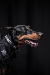Dobermann Pinscher on the black background