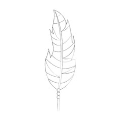 Boho style decorative feather vector illustration design