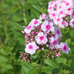 Phlox, Flammenblume