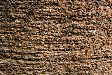 tree bark texture
