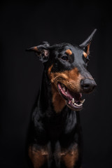 Dobermann Pinscher on the black background