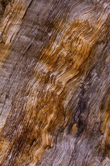 tree bark texture