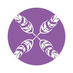 Boho style decorative feathers vector illustration design