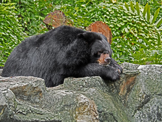 Obraz na płótnie Canvas Asiatic Black Bear Lie Down on Rock