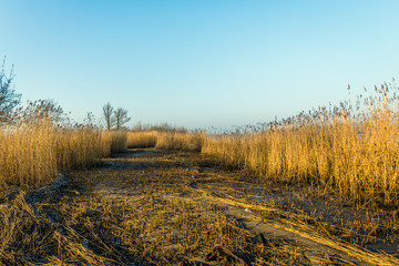 Wetlands after harvesting the reed by the reed cutter