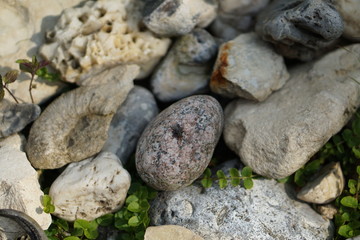 Fliege im eiszeitlichen Geröll