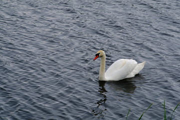 Naklejka premium Solitary swan floats on the lake