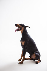 Dobermann Pinscher on the White background