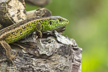 Beautiful green wall lizard in the garden