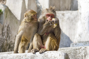 Indian macaque breakfasts with lemon