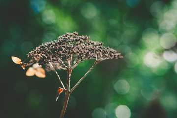 Beautiful dry brown plant on blurred bokeh green background with copy space