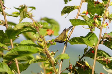 Olive-backed sunbird, Yellow-bellied sunbird