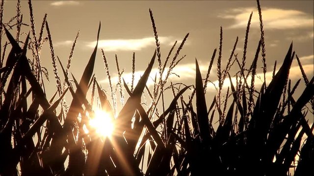 maize field at sunrise, background
