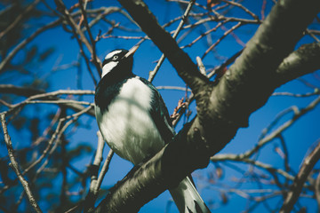 Magpie-lark - native Australian black and white bird perching on bare tree branch portrait closeup