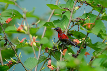 Crimson Sunbird perching on a branc