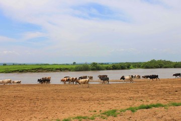 Obraz na płótnie Canvas A herd of cows grazes