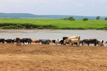 Obraz premium A herd of cows grazes