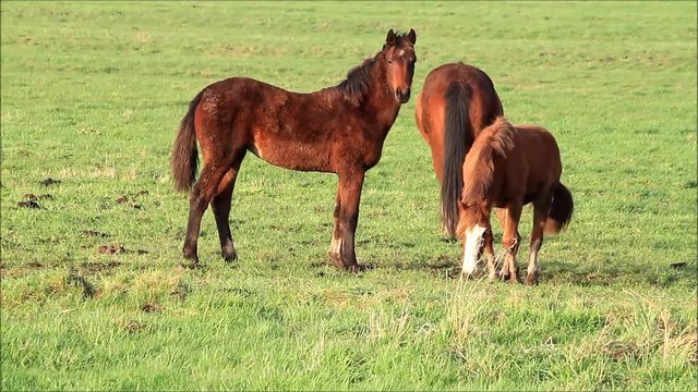 brown horses on meadow 
