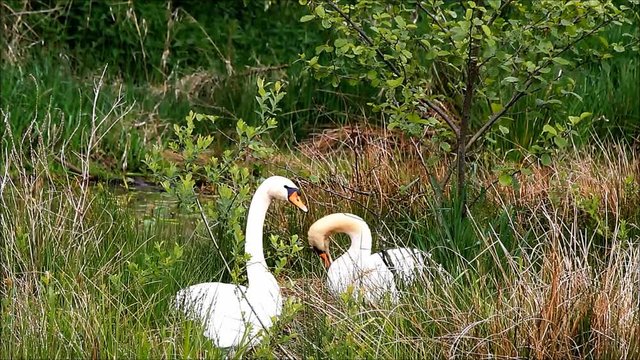 swan breeds on the nest near pond

