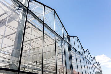 Fototapeta na wymiar glass facade of agricultural glasshouse on blue sky background