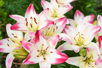 Obraz premium beautiful flowers Lily on a background of garden