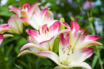 beautiful flowers Lily on a background of garden