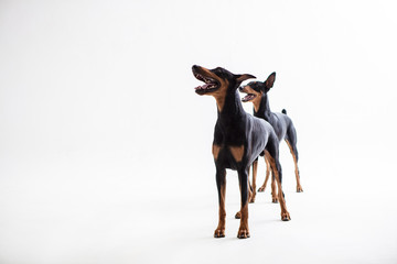 Dobermann Pinscher on the White background