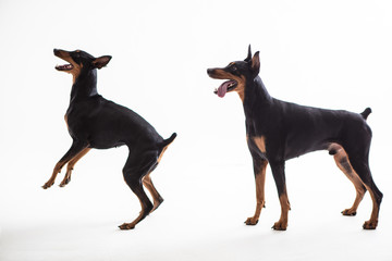 Dobermann Pinscher on the White background