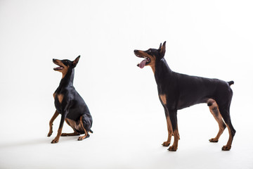Dobermann Pinscher on the White background
