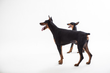 Dobermann Pinscher on the White background
