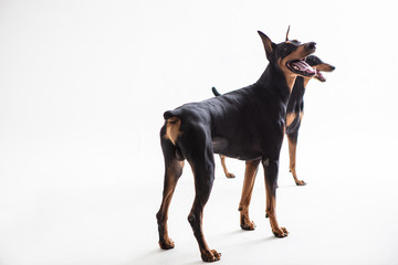 Dobermann Pinscher on the White background