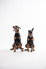 Dobermann Pinscher on the White background