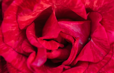 Beautiful rose flower macro, close up. Background of fresh rose. Rose background, free space. Flat lay. Natural floral background