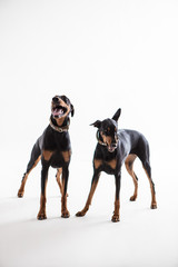 Dobermann Pinscher on the White background