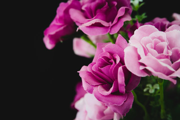 Fototapeta premium Lovely purple roses - symbol of love