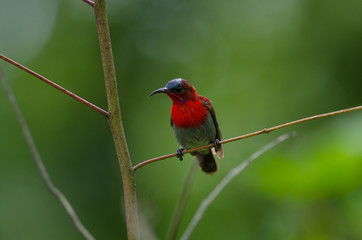 Crimson Sunbird perching on a branc
